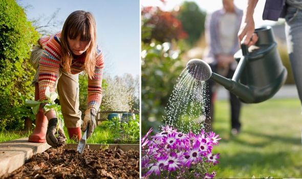 Choosing Plants